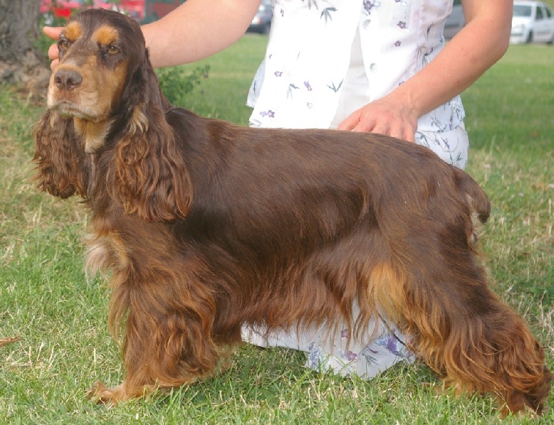 Brown lady des marais de la Dombes