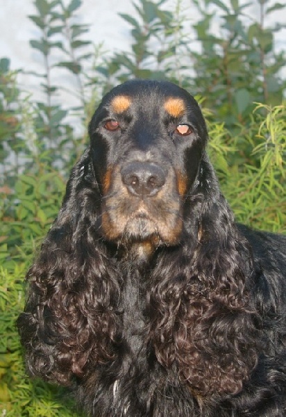 Casanova des marais de la Dombes