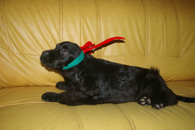 Noël 2012, Hermès, six mois, peu décidé à jouer le renne du père Noël!