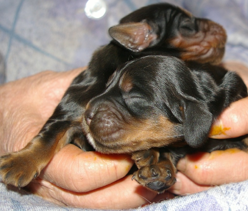 Les bébés de Cerise et Charlie