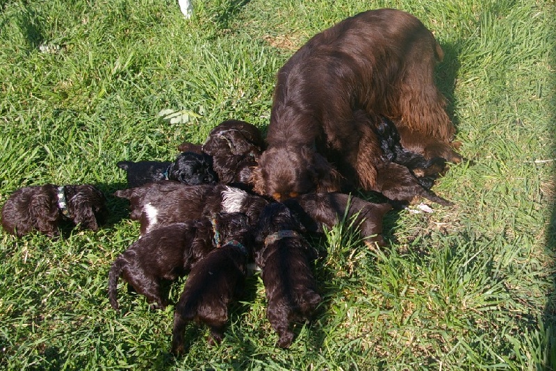 Les bébés d'Apoline et ceux de Vickie ont un mois: bain de soleil